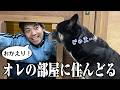 自分の部屋で大好きな飼い主が生活しだしたら、元保護犬は歓迎してくれるのか？