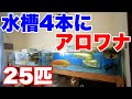 【お宅訪問】水槽4本でアロワナ25匹飼育!#大型魚 #アジアアロワナ #アロワナ #aquarium #古代魚 #アクアリウム