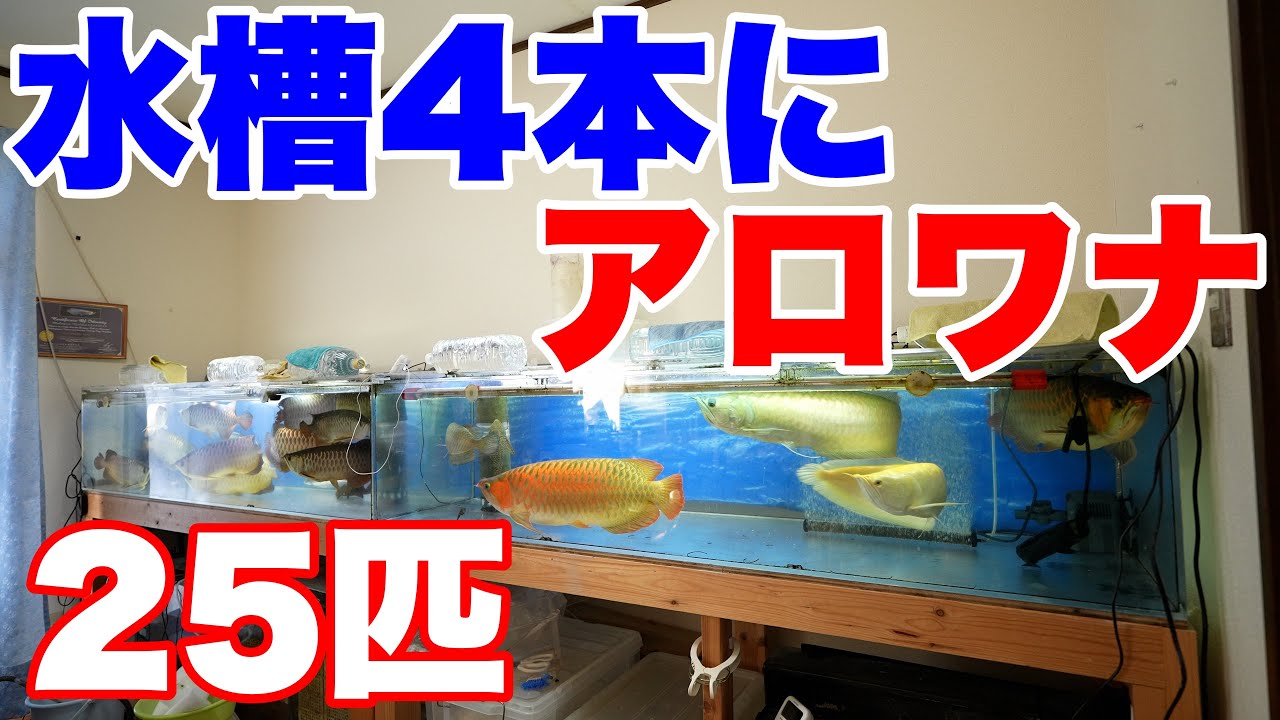 Home Visit] 25 Arowanas kept in 4 tanks! #LargeFish #AsianArowana