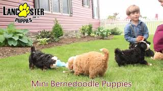 Friendly Mini Bernedoodle Puppies