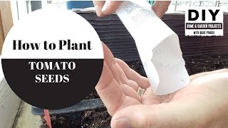 Tomato seed planting