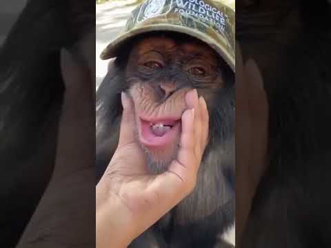 AWW😁🐒 CUTEST MONKEY🤗💖💖💖, cute animals,💖💖💖🤗🤗🐒🐒🐒💖 funny monkey videos, funny animal videos, 😂🤣#shorts