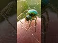 🕷️ Tiny Emerald Spider Weaving a Web on a Human Finger  #shorts  #animals  #macro