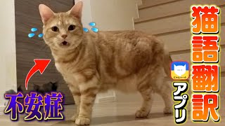 兄弟と離れて生活し不安で泣き叫ぶ愛猫を猫語翻訳してみた結果...。