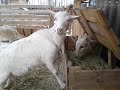 Как кормить коз зимой🐐