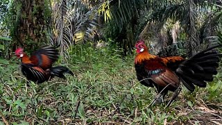 pikat ngedon AYAM hutanpun mendapat nasib baik 👍