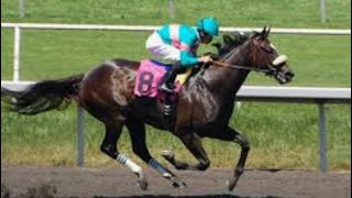 Zenyatta’s All 20 Full Races (Via Queen Of Racing)