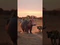 A challenge for Hippo