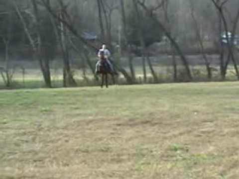 Speed racking horse "Rusty" at Neace Stables-winte...