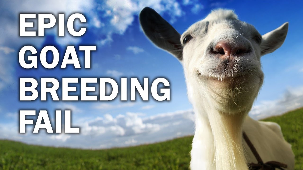 Epic Goat Breeding FAIL बकरी पालन تربية الماعز أنواع الماعزومعلومات