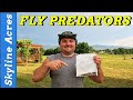 Fly control on the homestead  trying fly predators from spalding labs