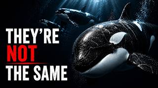 The Secret Culture of Orcas Scientists Are Still Discovering
