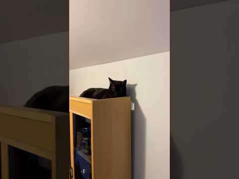 And then one day... ❤️🐱 #catlover #catlove