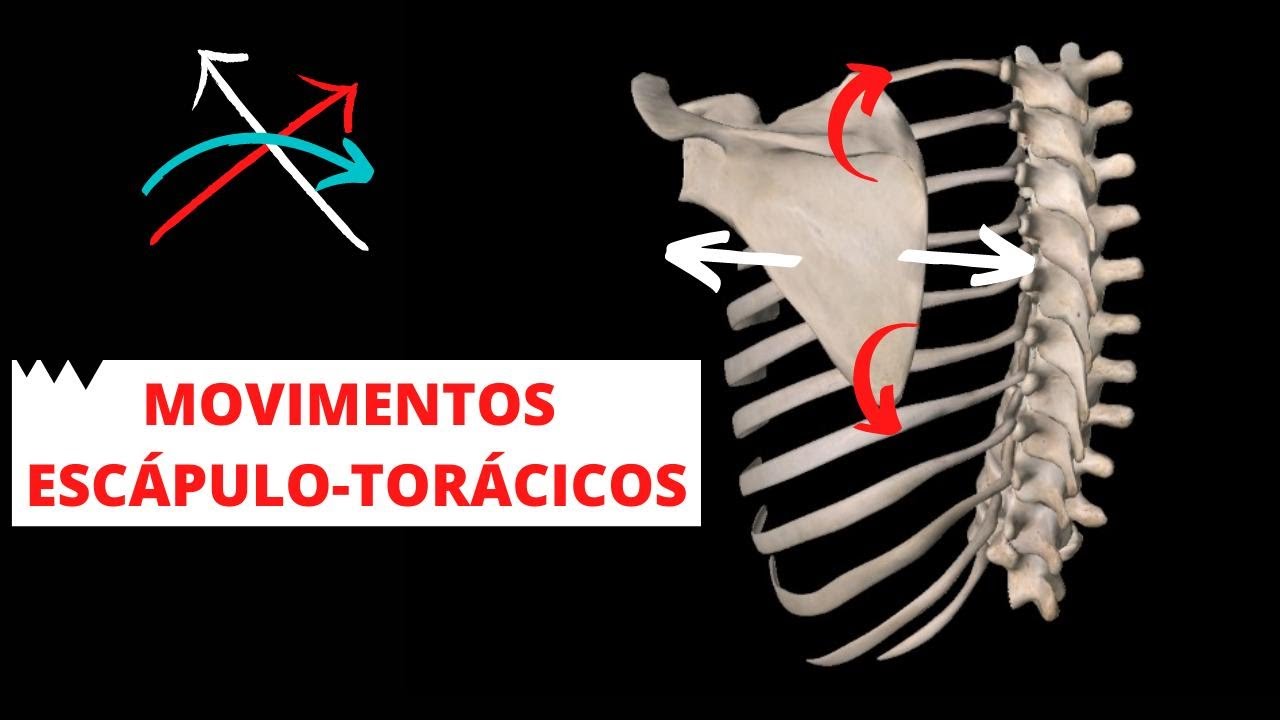 MOVIMENTOS ESC PULO TOR CICOS L O ALVES YouTube movimentos-esc-pulo-tor-cicos-l-o-alves-youtube
