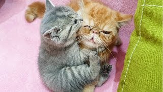 Maybe it's love? Kitten Street and Judy cat together. Too cute moments