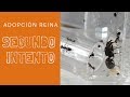 Segundo intento de adopción Hormiga Reina - Colonia Messor Huérfana