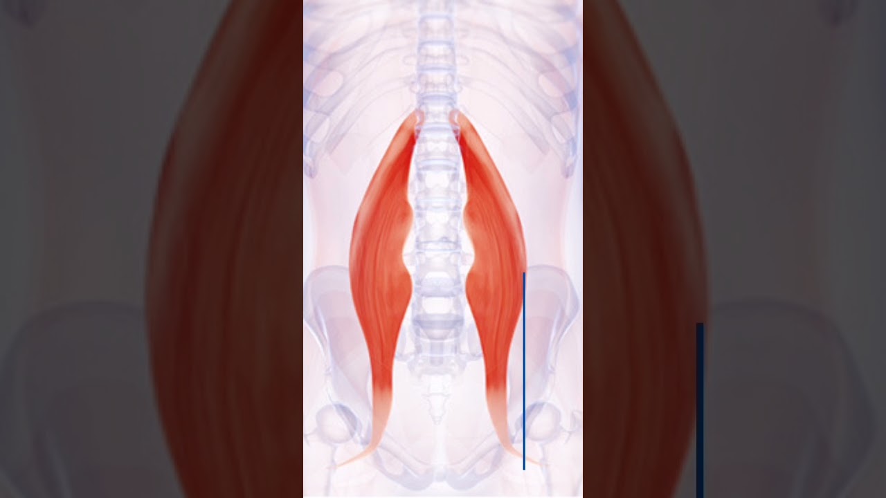 Unlock Your Hip Flexors #shorts