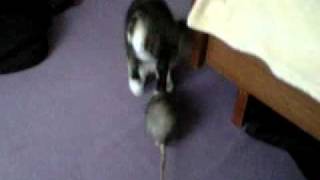 szczur vs. kot .. vol.1