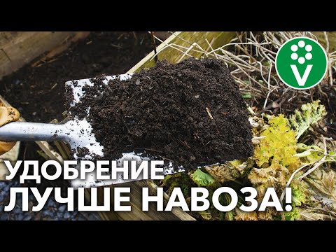 Video: Komposts (41 Fotoattēls): Kas Tas Ir? Atkritumu Kompostēšanas Noteikumi. Kā Pagatavot Kompostu DIY? Kāda Ir Tā Atšķirība No Humusa?