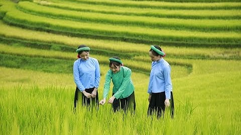 Mùa vàng miền soóng cọ 2021