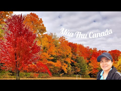 Video Mùa Thu Xứ Sở Lá Phong Đẹp Nhất/Đường Phố Canada/Lan... - youtube