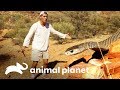 A cobra mais temida da Austrália | Perdido na Austrália | Animal Planet Brasil