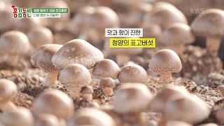 표고버섯계의 전설 등장? 두번째 짱의 정체는 청양표고짱! 그 와 마주하다 [홍김동전] | KBS 221225 방송