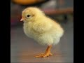 صوت صوص صوت صوص