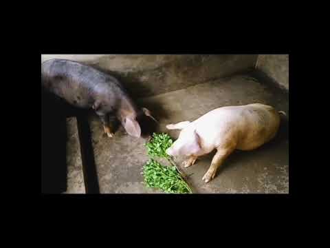 Vidéo: Pourquoi Les Porcs Vont Conquérir Le Monde - Vétérinaire Quotidien