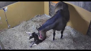 仔馬カメラ(Kouma Cam)の配信のサムネイル画像