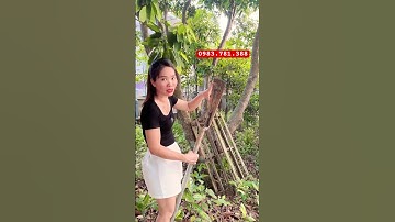 Dầm cổ cò làm từ thép nhíp 100% phục vụ các bác chuyên đi làm cây cảnh cây công trình siêu tiện lợi