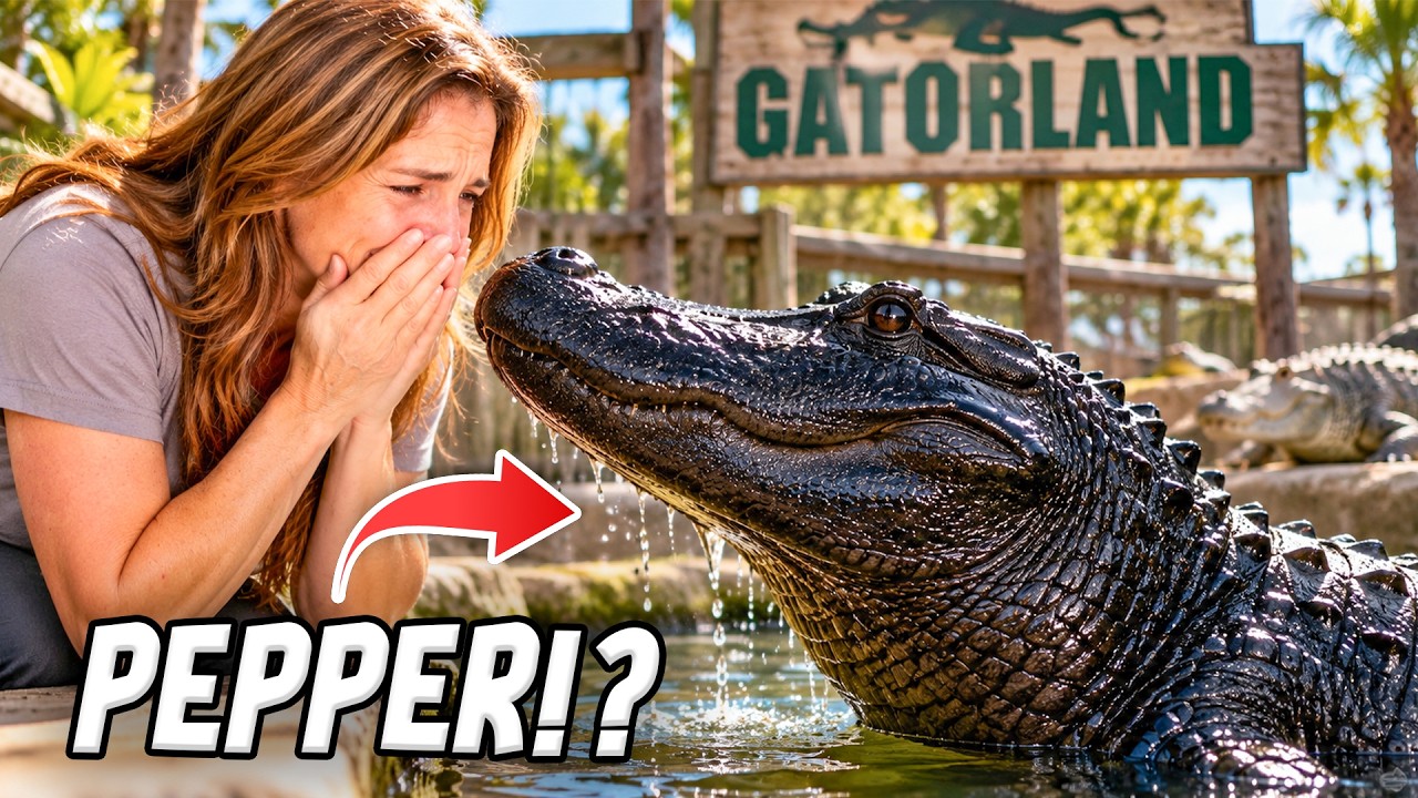 I Finally Reunited With My Alligator After Years Apart…