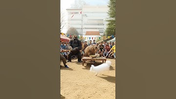 Capybara và kinhkong ra chợ chơi kéo co | LIKE SNACKS@ | ẩm thực trên cây chuối #food  #fruit