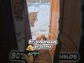 80% курятников - на свалку 😱 Как НЕ надо строить курятник: личный опыт 🏚️ #деревня #дача #куры