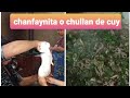 preparacion de chanfaynita o shullan de cuy