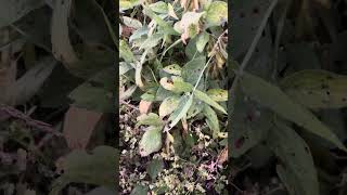Tracking a big deer the easy way! #hunting #deerhunting #bowhunting