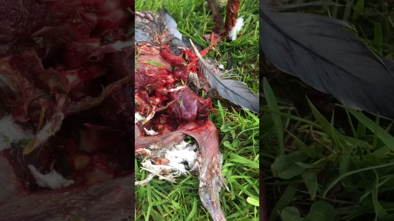 a pigeon heart youtube