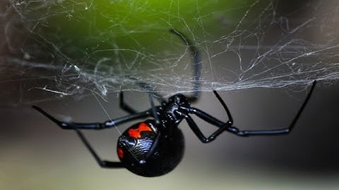 Black Widow Control in Table Grapes