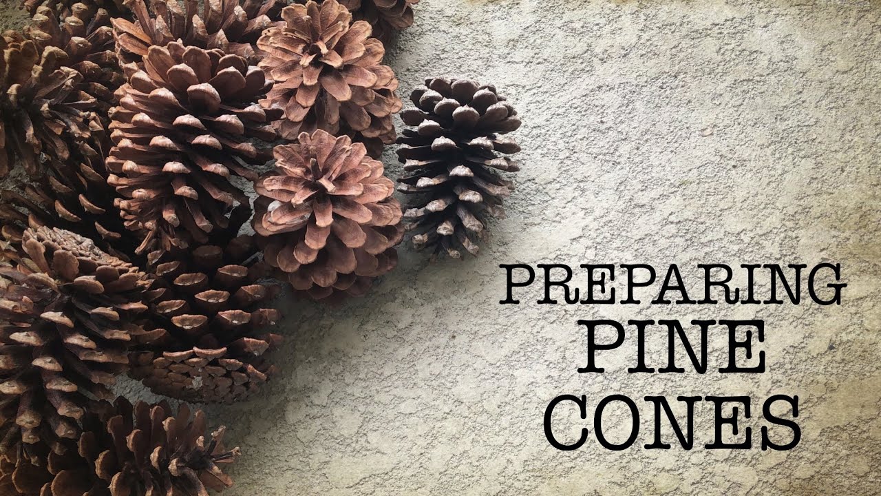 ⭐How to Clean Pine Cones for Crafts in 3 Easy Steps ⭐ MoonMagickSpirit 