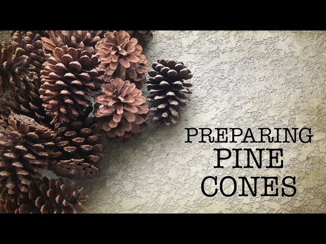 ⭐How to Clean Pine Cones for Crafts in 3 Easy Steps ⭐ MoonMagickSpirit 