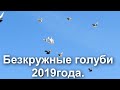 Безкружные голуби 2019 года.