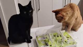 Oolong and Raiden playing with cat puzzle by Ultimate Cat Friends (UCF) 311 views 2 weeks ago 1 minute, 28 seconds