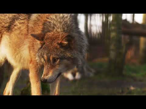 What does a Wolf fart sound like?