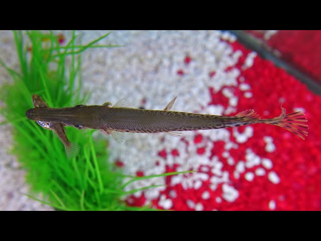 Pet Alligator Gar Eats Big Minnow!! 