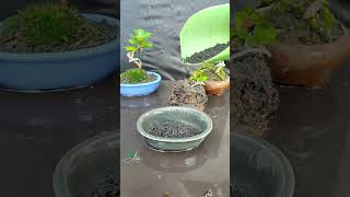 Starting from the basics of forming small bonsai Ficus D'0llar to growing them in pots🌳#asmr #bonsai