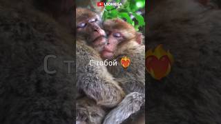 Можно я с тобой? 🥺 #а4 #rek #brother #monkey #майнкрафт #tiktok #роблокс #omega #браток #ещкере