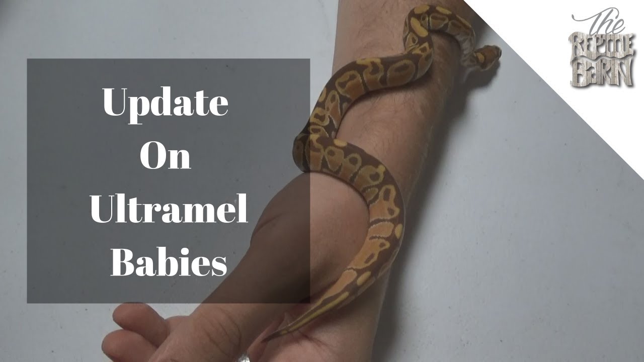 baby ball pythons eating Baby Ultramel Ball Pythons 2019