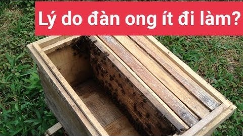 Tại sao gần giữa mùa đông đàn ong lại ít đi làm? 