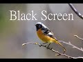 Vogelgezwitscher und Waldgeräsuche, 2 Stunden, Black Screen