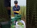 Incredible Smart Farm Machine: Fast Edamame Harvesting & Pod Stripping #farming